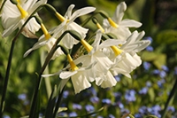 長(zhǎng)壽花